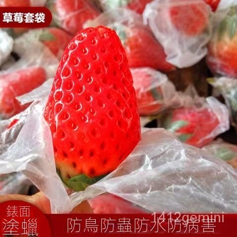 草莓套袋專用袋無花果袋櫻桃袋育果小蠟袋車釐子防蟲防鳥防水防病
