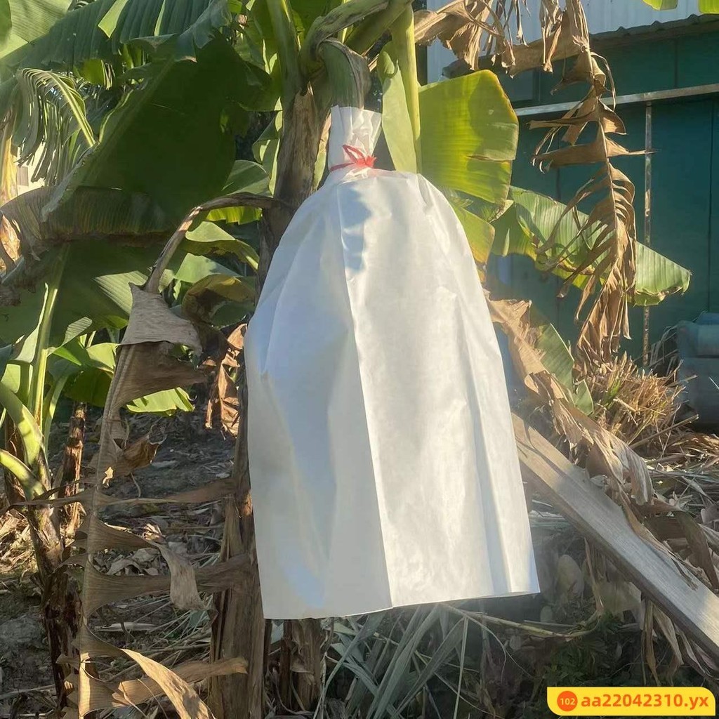#上新大促#香蕉皇帝蕉專用白蠟紙套袋防水防蟲叮咬防風化