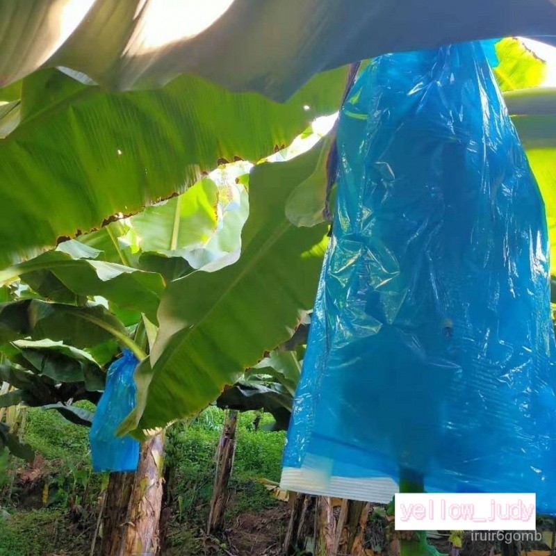 🔥無水果衹有袋子🔥 包香蕉套袋防寒防蟲袋香蕉單藍袋分體袋專用套袋香蕉一體袋連體袋 KBCU