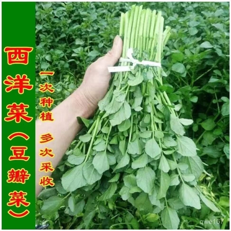 西洋菜種子豆瓣菜種籽四季種植野生耐寒保健蔬菜種子大全陽臺野生【酷農種業】