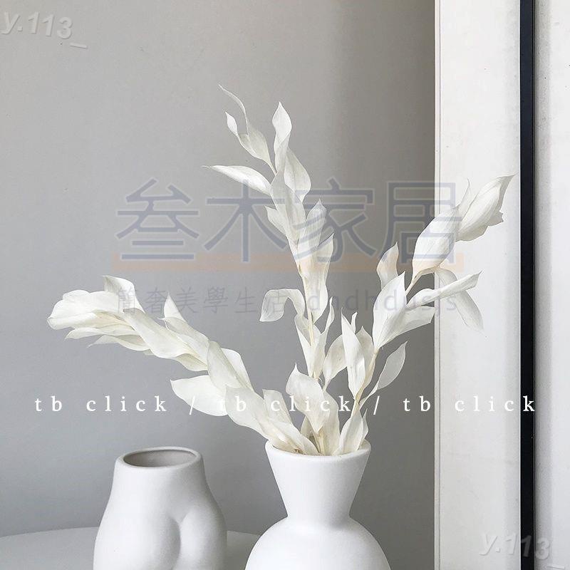 乾燥花系列 click韓國ins裝飾天然永生花干花稀有品種軟裝花材尖葉北歐白色