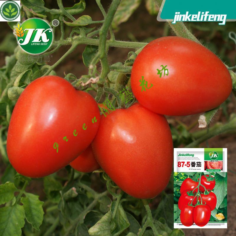 🌱87-5番茄種子加工番茄醬專用西紅柿種籽富含番茄紅素種孑 種子 種籽【green園藝花坊】