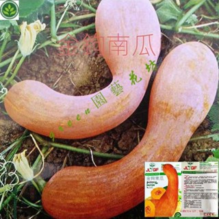 🌱黃狼金鈎黃皮南瓜種子春季夏季蔬菜種子 甜麵可口大弔瓜高産易種 種子 種籽【green園藝花坊】