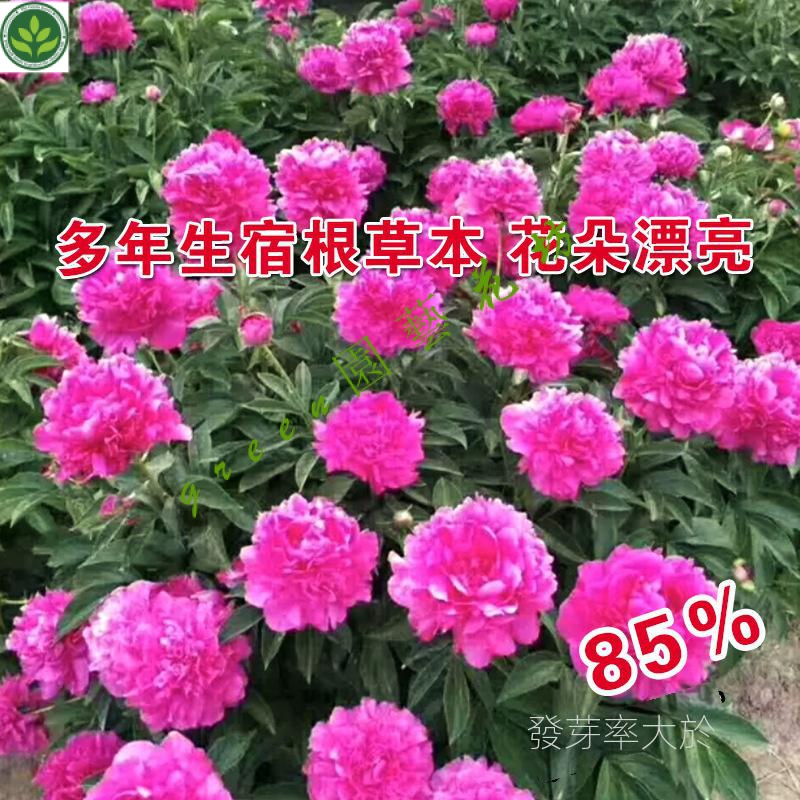 🌱芍藥花種子芍藥花籽牡丹花種子鮮花種子花卉種子花種子花籽花種 種子 種籽【green園藝花坊】