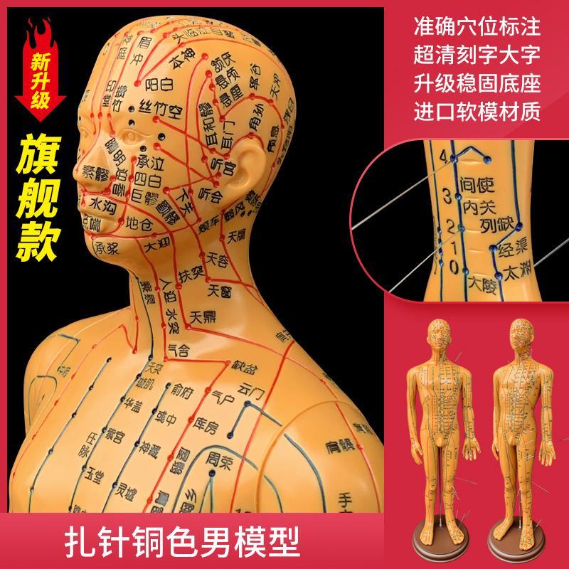 中醫針灸人體針灸穴位模型男女模型清晰十二經絡銅人體紮針小皮人