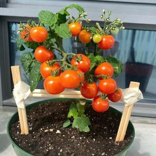 四季播種 櫻桃番茄種子 紅聖女果 多彩羅漢番茄 超多款有機番茄種子 當季新種子 盆栽庭院種植