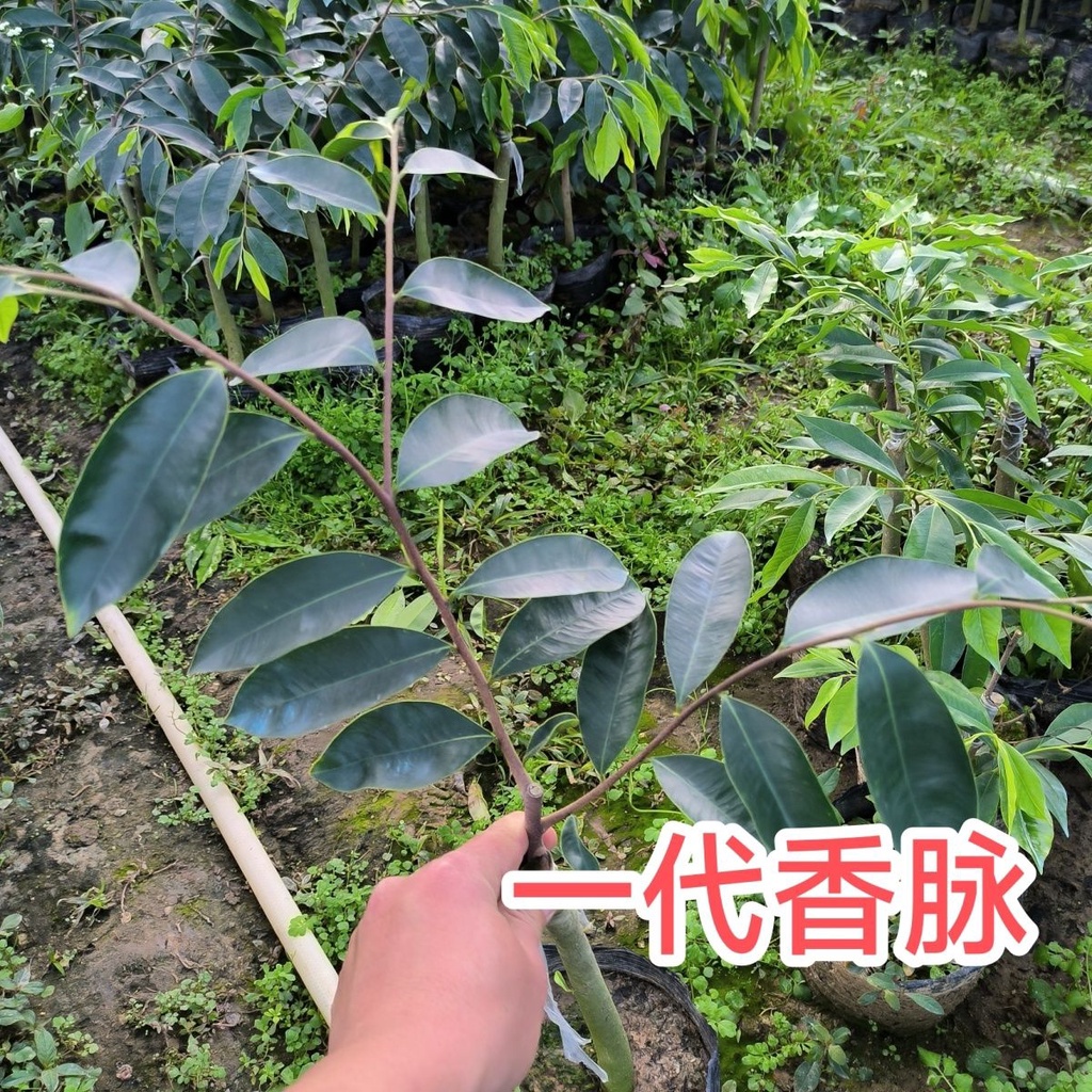 日式盆栽 正宗嫁接 奇楠沉香一代苗香脈奇楠適合南方種植帶土帶葉包郵驅蚊易活易種易發芽