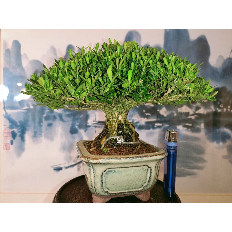 271G-藏家釋出20幾年樹齡盆培國泰樹型小品「雀舌黃楊（金柳）」極品盆栽