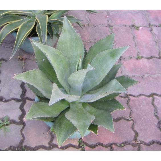 花囍園_多肉植物—皇冠龍舌蘭--青綠色~邊緣鋸齒狀/7吋高約25-40cm