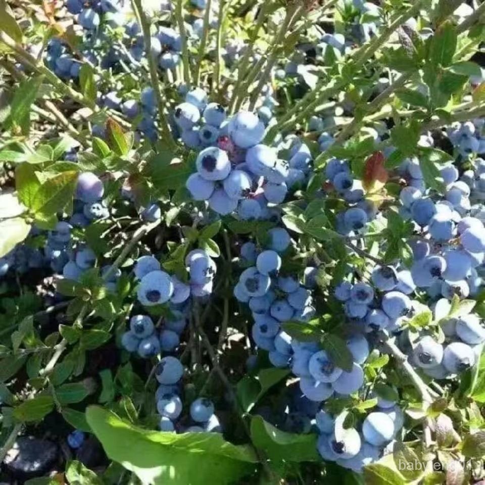 福源花卉 盆栽地栽藍莓種子藍莓樹種子陽臺盆栽果園庭院藍梅樹果樹種子各種品種 發芽率高 藍莓 種子