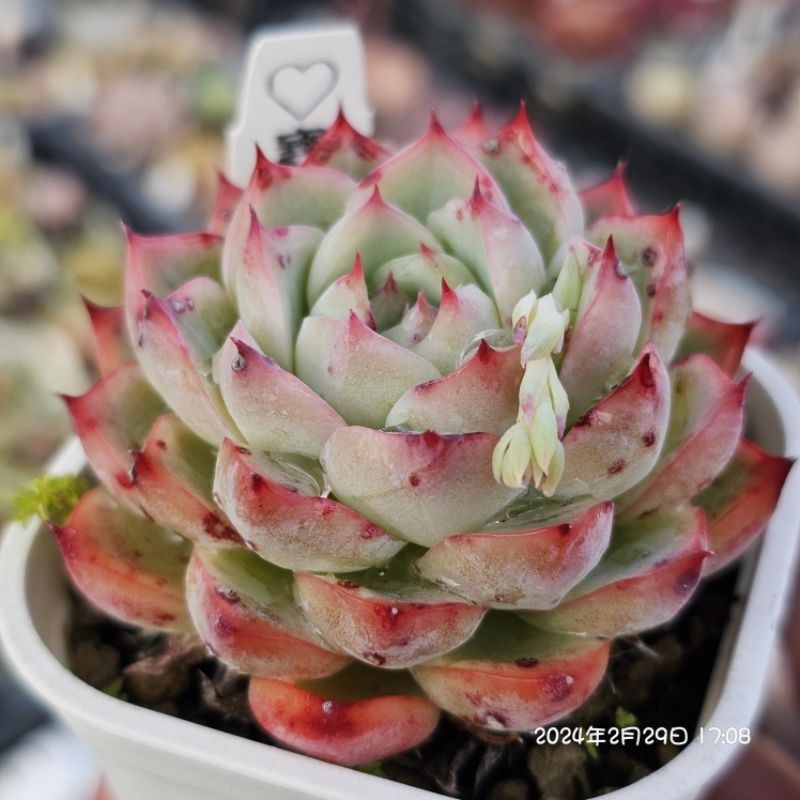 寶麗安娜×拉威🔥穩根渡夏品（紅）🌵多肉植物❤️蘭心花卉