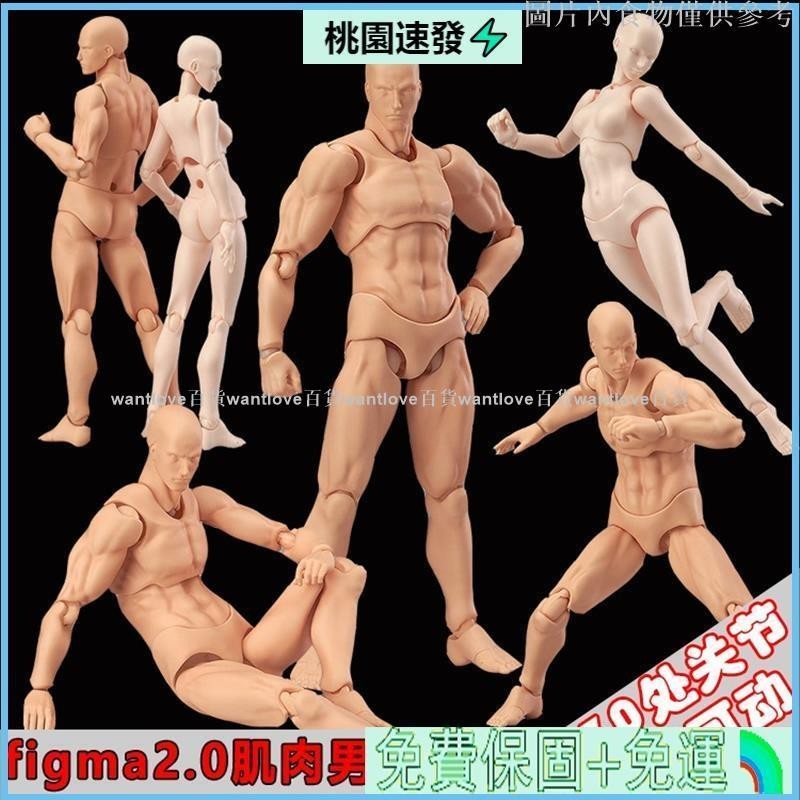 💕台貨💯熱銷款figma素體美術人體模型玩具日本人偶關節可動成人繪畫肌肉shf素體