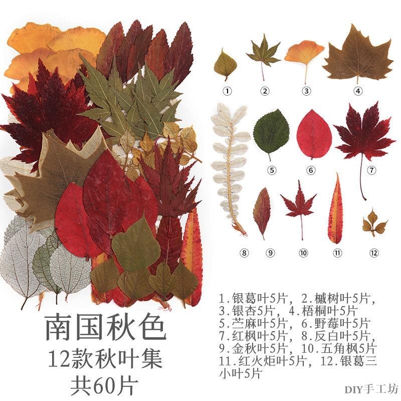 干花 壓花材料包 45-110朵組合包 植物相框手賬貼兒童手工團建活動DIY手工坊