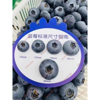 7廠商 優惠🔥電子發票🔥藍莓標準測量尺子果徑卡尺鮮果分級櫻桃車釐子大小塑膠側量工具尺 經久耐用廠家直銷品質保證限時特賣