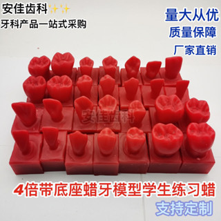 小百合模學生雕刻蠟 蠟塊雕牙 2~4倍牙粒模型 雕刻牙 口腔學生雕刻牙包郵模型展示模型