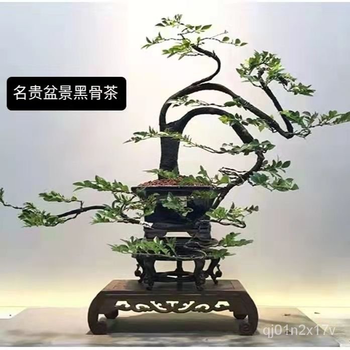 定金價格小葉紫檀盆景樹樁植物花卉盆栽辦公室內綠植黑骨茶苗耐寒耐暑小樹 YU9Q