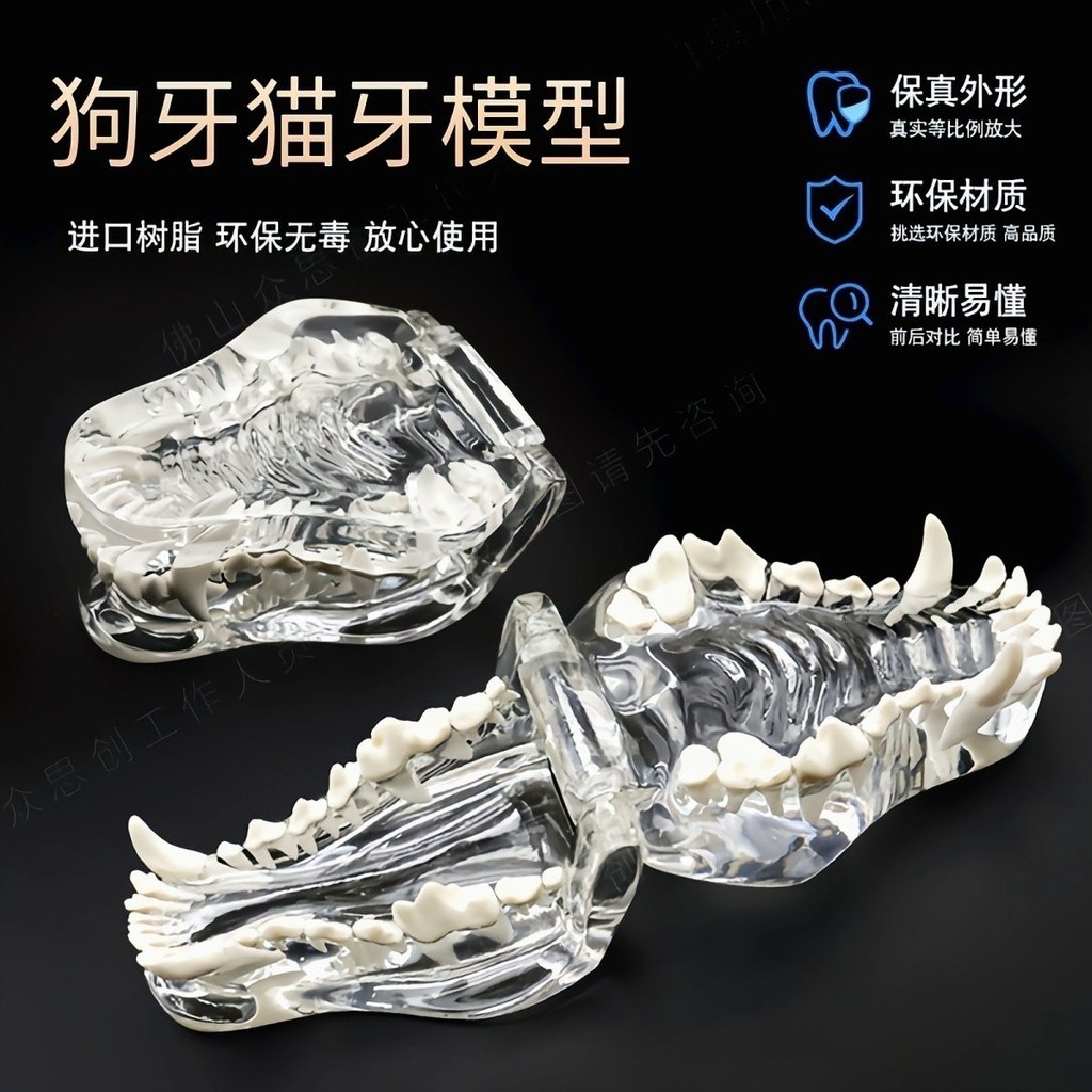 爆款*口腔牙齒模型透明狗牙貓牙教學演示仿真獸動物樹脂模具牙模