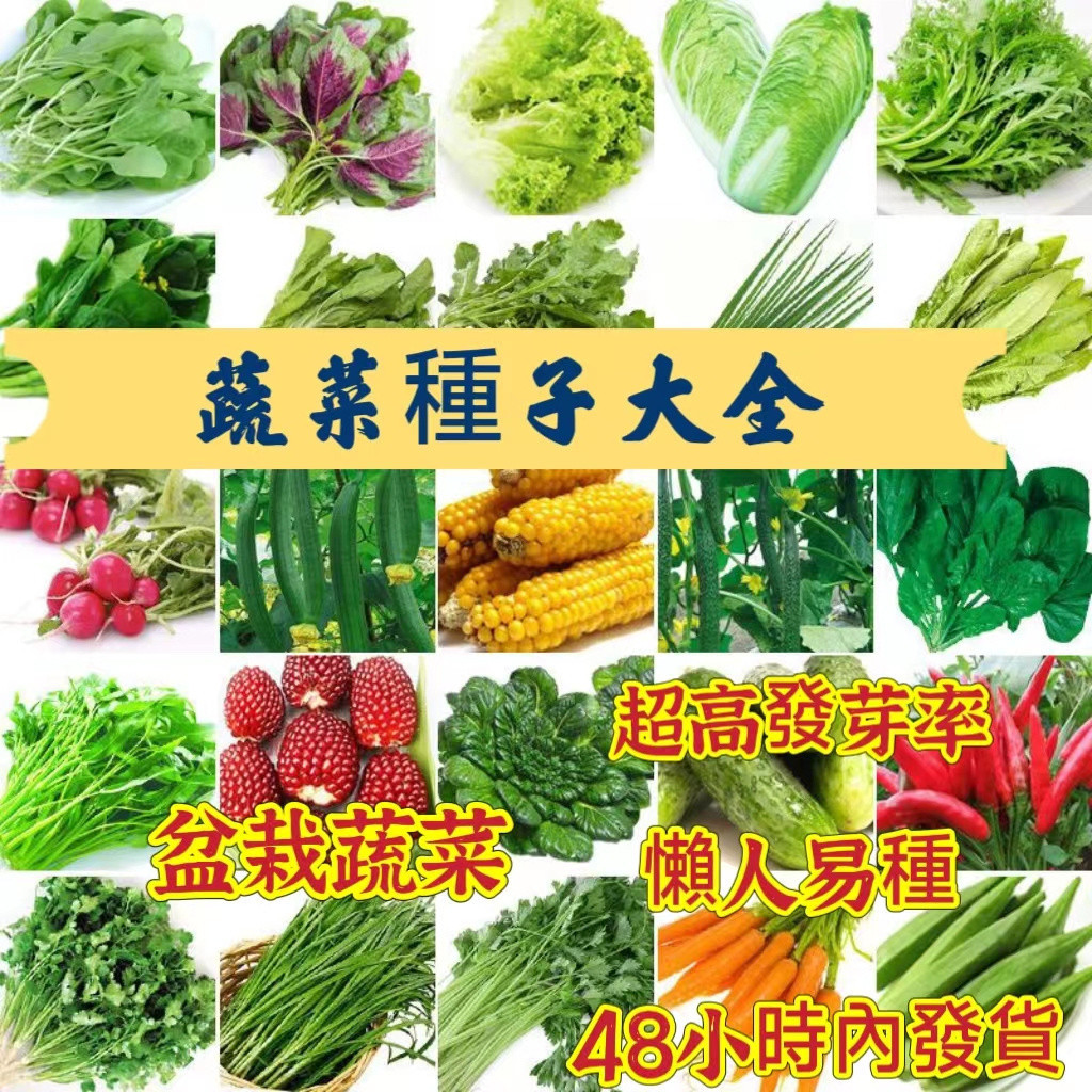 🍓免運附發票🍓蔬菜種子 五十天可生長可多次採摘 傢庭蔬菜種子雞毛菜 番茄 菜心上海青 空心菜 香菜 玉米 南瓜 苦瓜種