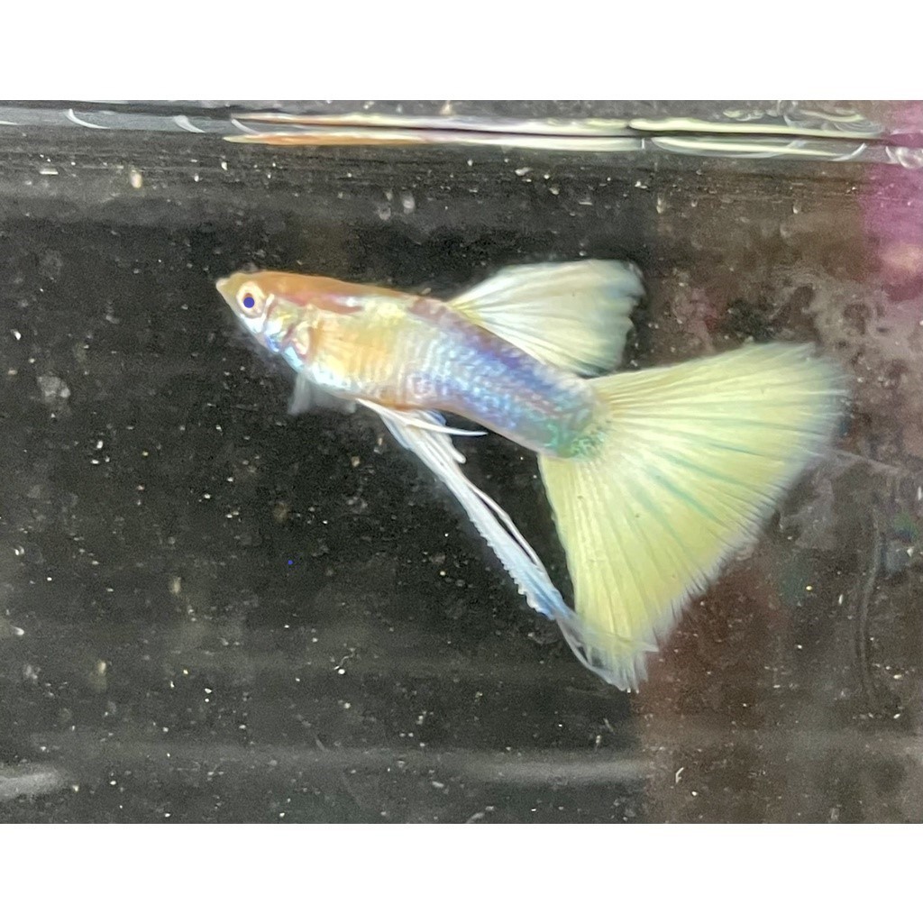 黃尾禮服緞帶公 水族 孔雀魚  孔雀客製化飼料  高蛋白飼料 造景 高級釣餌●買五隻送一隻●