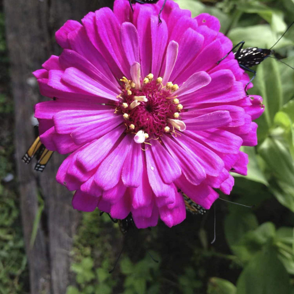 🌺【百日草種子】矮稈重瓣花卉種子 百日菊 百日草 花卉種子四季開花 花海種子易養活