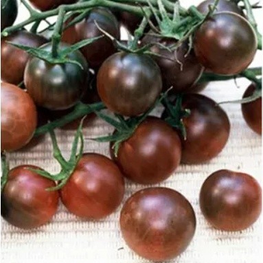 番茄種子黑鑽紫黑色櫻桃小番茄種子聖女果西黑柿種子西紅柿種子牛排番茄SH花卉大全兮兒花坊