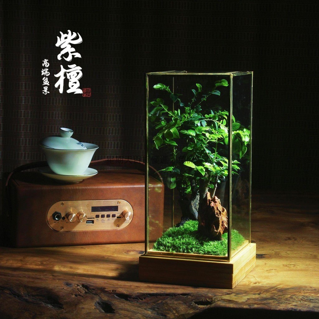 🔥【免運 可貨到付款】🔥[生命之樹]創意苔蘚微景觀辦公室室內桌面迷你盆栽綠植生態瓶造景