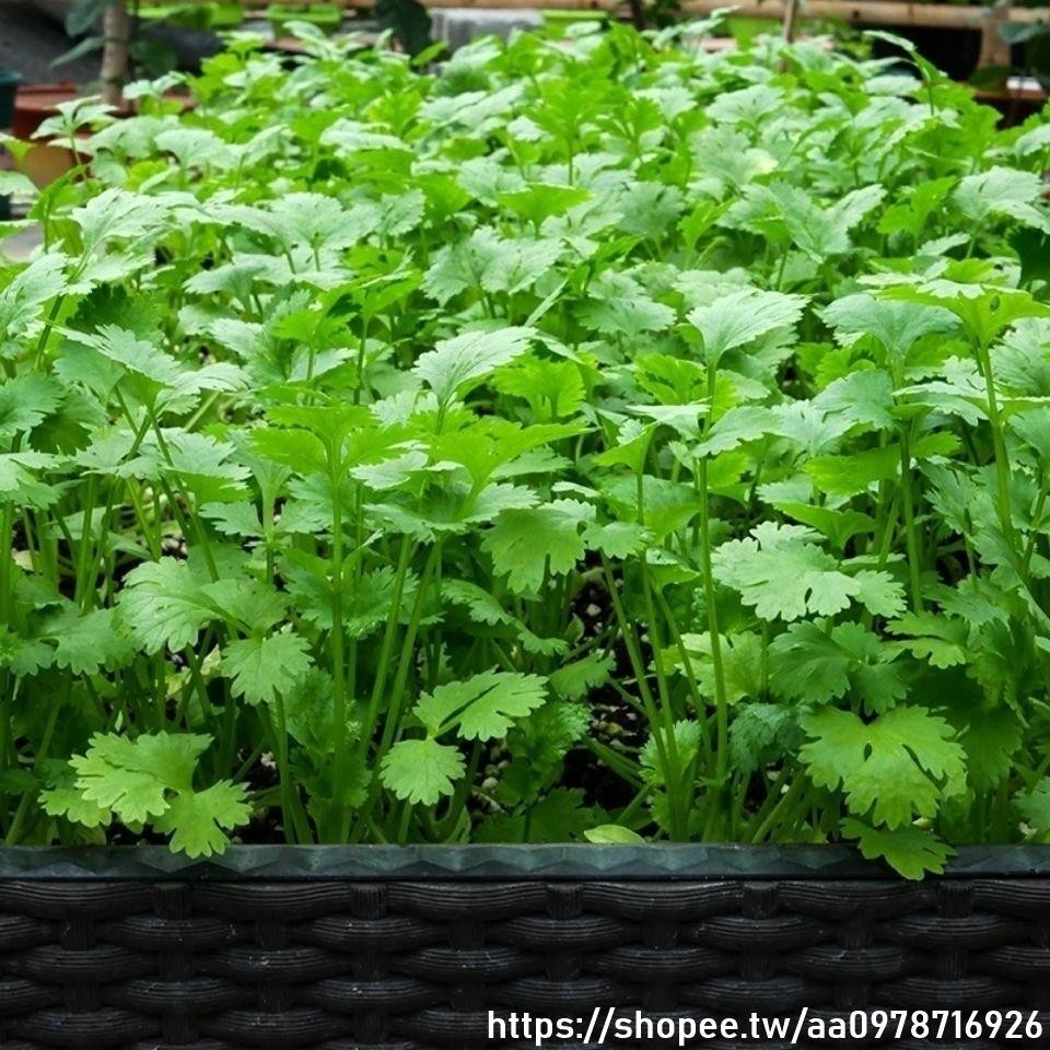 🔥四季香菜種子🔥芫荽種子 破殼後有粒種子香菜香味濃易栽培