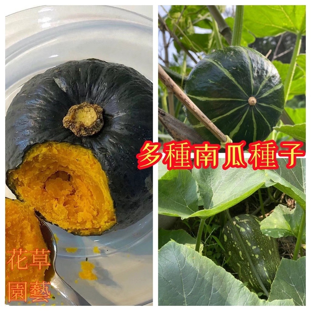 🌾南瓜種子 四季庭院陽台菜園種植自留老南瓜種子今年新種無蔓南瓜鴛鴦梨南瓜板栗貝貝南瓜種子