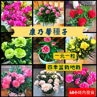 🍓：多款康乃馨種籽 重瓣康乃馨種子 四季開花不斷 花卉種籽 室內陽臺盆栽花卉種子 四季播種花籽
