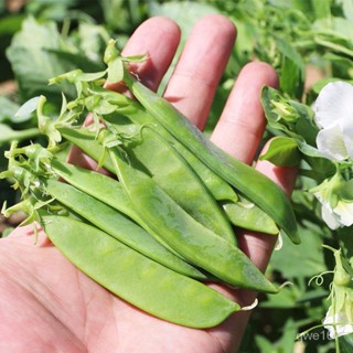 荷蘭豆種籽種子豌豆苗種子四季甜蔬菜豌豆種籽孑籽種萊豆菜籽尖碗豆【酷農種業】