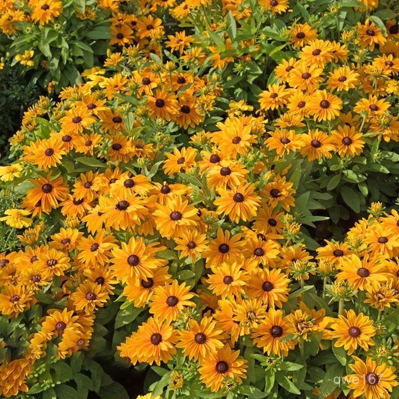 黑心菊花種子四季播種多年生花籽室外景觀花卉耐寒黑心菊花種籽子【酷農種業】