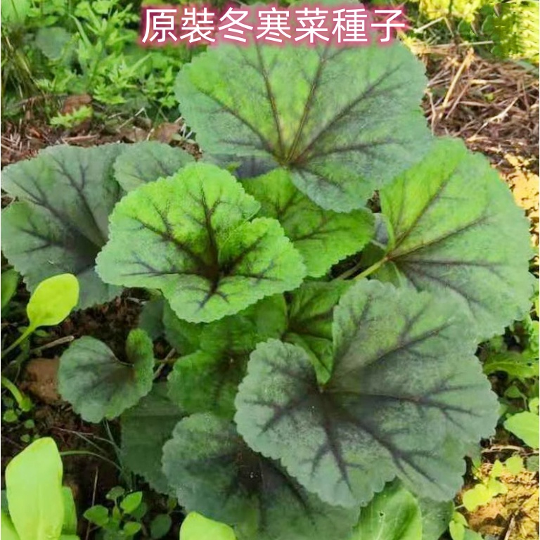 L0009蔬菜種子 冬寒菜種子 冬莧菜  冬葵菜種子 高鈣菜