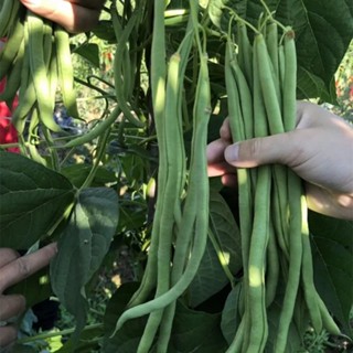 蔬菜種子 特長架豆種子 無筋架豆王無絲豆種子 莢長豆厚四季豆 泰國架豆高產量