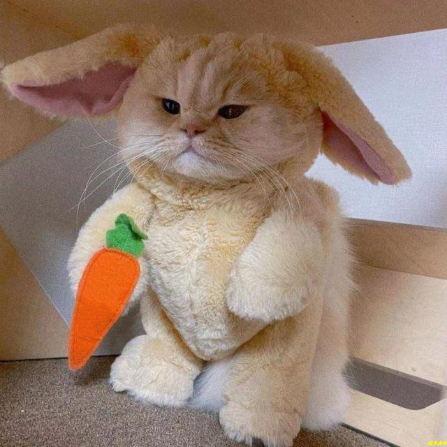 寵物服飾❥🔥抖音同款貓咪兔子頭套耳朵貓帽子可愛搞怪裝扮服飾裝飾萌寵物變裝