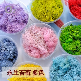 [小皮花坊] 優質永生苔蘚手工DIY材料盲盒扇相框玻璃罩森系花環