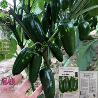 🌱港椒種子子彈椒種子泡椒種子蔬菜種子墨西哥青椒肉厚味辣醃漬四季 種子 種籽【green園藝花坊】