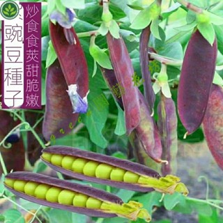 🌱紫豌豆種子莢脆甜豌豆種子非轉基因荷蘭豆生吃高産紫皮蔬菜種籽 種子 種籽【green園藝花坊】