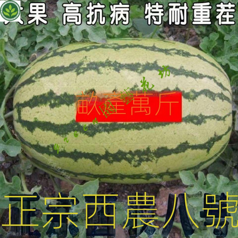 🌱西農八號西瓜種子特大高産巨型大西瓜種籽四季特甜水果冰糖西瓜籽 種子 種籽【green園藝花坊】