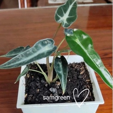【samgreen♥️小仙女黑葉觀音蓮💚】4吋白方盆＋方水盤/窗檯植栽/半日照