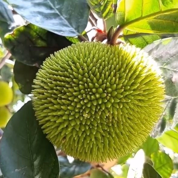 泰國小果菠蘿蜜種子新品種迷你菠蘿蜜種子四季結果菠蘿蜜種子【興農富明種業】