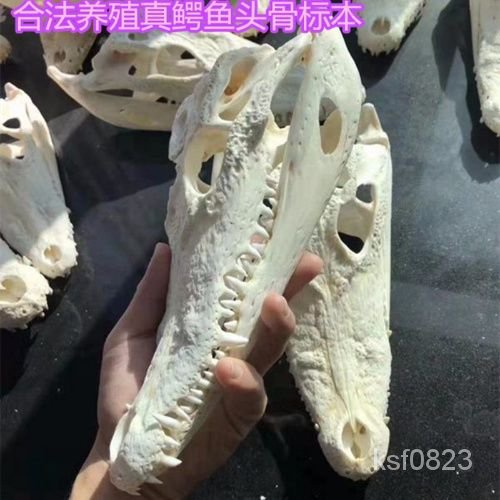 標本 動物頭骨 頭骨標本 頭骨 骨頭 鱷魚頭骨定做養殖消毒脫脂手工藝標本飾品掛件動物真品擺件骷顱頭
