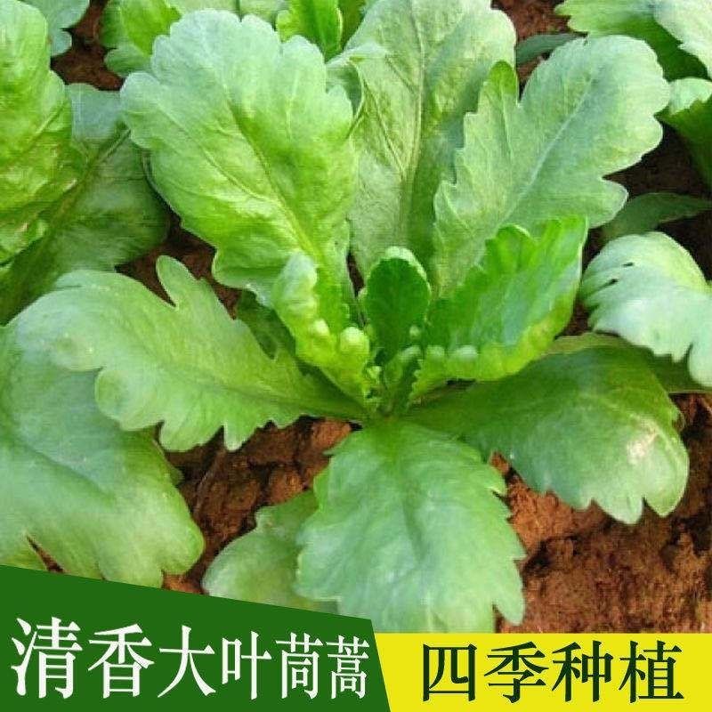 大葉茼蒿種子 皇帝菜 四季青蔬菜種籽 孑菜 種子 春季夏秋冬播種