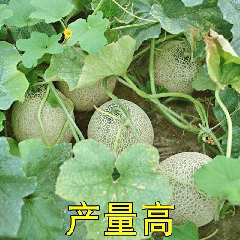 奶香哈密瓜種籽 香瓜甜瓜瓜種 春季南方蔬菜水果種子孑