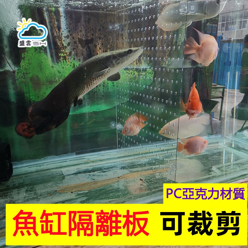 🔥臺灣出貨 魚缸隔離闆 水族箱隔闆 魚缸蓋闆 魚缸壓剋力隔闆 水族箱隔離闆 魚缸隔闆 水族隔闆 鬥魚隔闆 水族箱隔闆