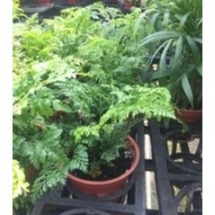 花囍園_小品盆栽—兔腳蕨--蕨類植物耐旱~有著硬硬的革質/3吋高約8-10cm