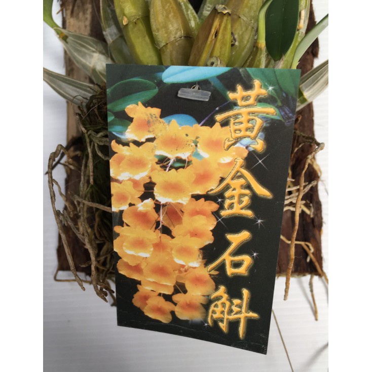花囍園_季節花卉植物—黃金石斛蘭(樹皮板)~歡迎、祝福、純潔、吉祥、幸福/3吋