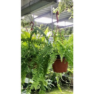 花囍園_綠化觀賞植物—長葉腎蕨(窗簾蕨)(吊)--多年生草本~葉片有下垂性/6吋高約20-30cm