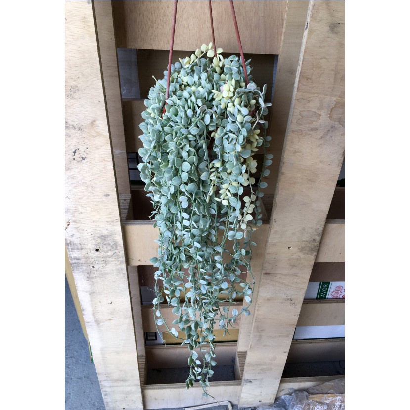花囍園_多肉垂掛植物—斑葉串錢藤--葉子會肥厚~形似紐扣般/5-6吋高約20-30cm