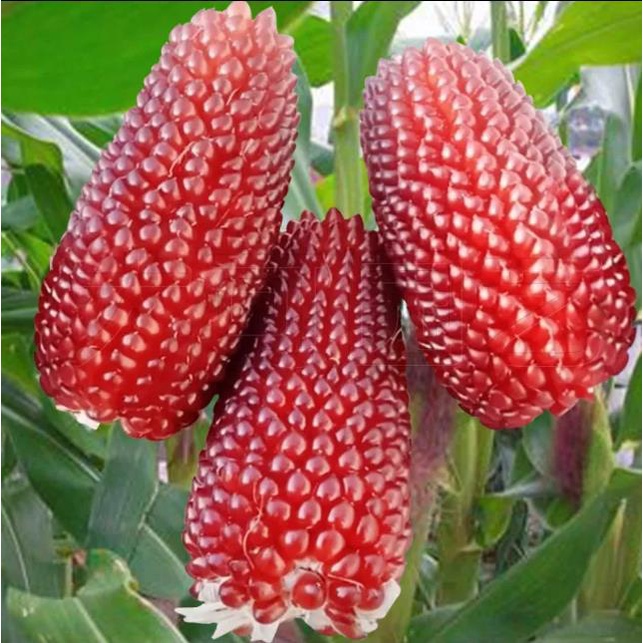 玉米種子 水果玉米 草莓玉米 菠蘿玉米 生吃玉米種子福源花藝 花卉大全 種子
