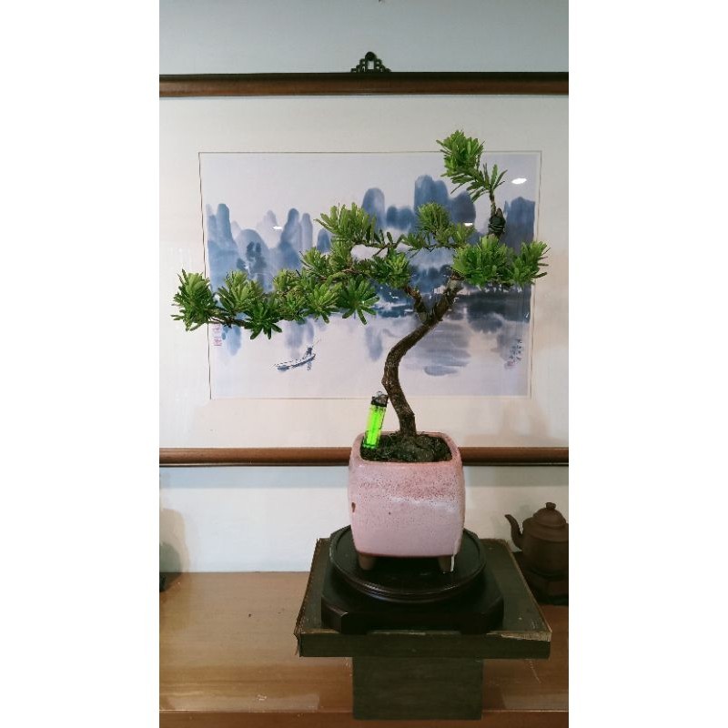 476G#-超美20幾年樹齡風飄型「金鑽羅漢松」極品盆栽